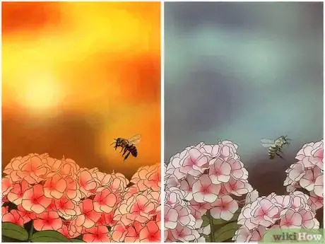 Image intitulée Identify Africanized Honey Bees Step 4