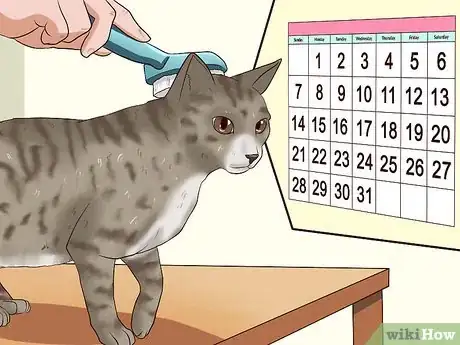 Image intitulée Clean Your Cat When He Can't Do It Himself Step 5