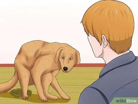 Image intitulée Determine if a Dog Is Dehydrated Step 4