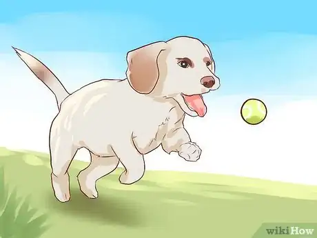 Image intitulée Love Your Dog Step 10