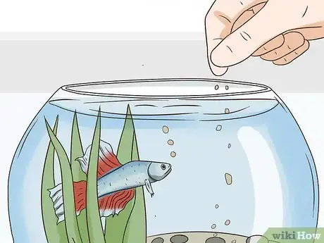 Image intitulée Tell How Old a Betta Fish Is Step 5