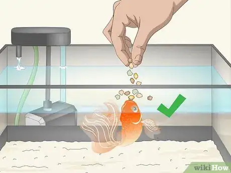 Image intitulée Know when Your Goldfish Is Dying Step 6