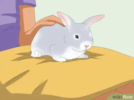 Image intitulée Pet a Rabbit Step 7