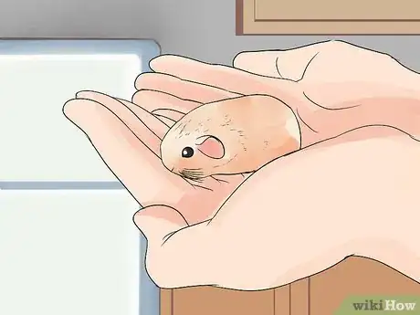 Image intitulée Care for Baby Guinea Pigs Step 5