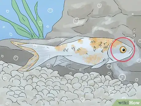 Image intitulée Tell if Your Fish Is Dead Step 3