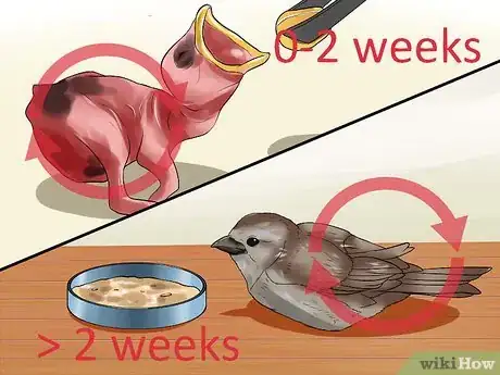 Image intitulée Raise a Baby House Sparrow Step 11