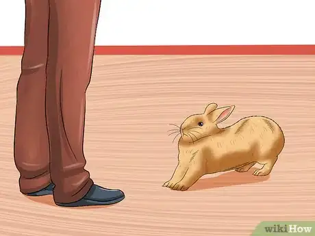 Image intitulée Take Care of a Pregnant Rabbit Step 1