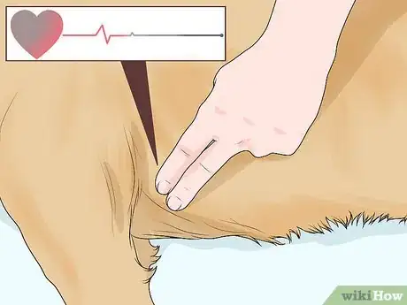 Image intitulée Determine if Your Dog Has Passed Away Step 1