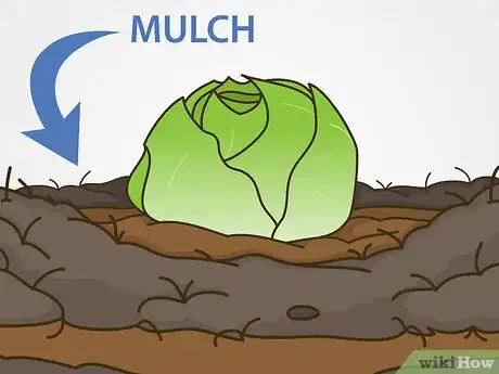 Image intitulée Grow Iceberg Lettuce Step 15