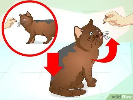 Image intitulée Teach Your Cat to Do Tricks Step 9