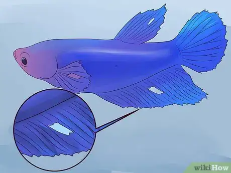 Image intitulée Tell if a Betta Fish Is Sick Step 2