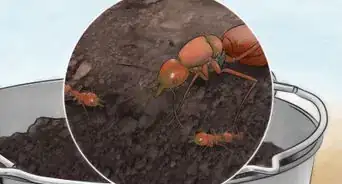 attraper une reine fourmi