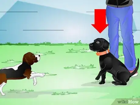 Image intitulée Use an Electronic Dog Training Collar Step 8