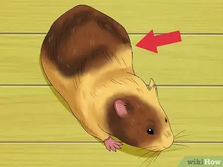 Image intitulée Know when Your Hamster Is Pregnant Step 5