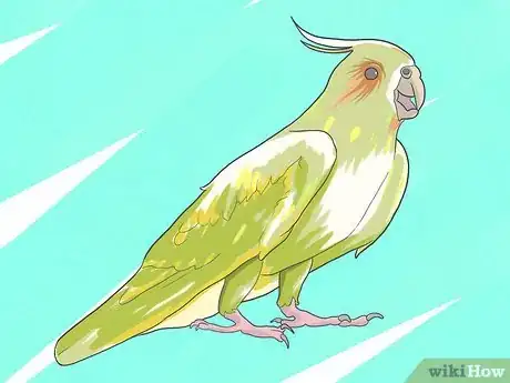 Image intitulée Take Care of a Cockatiel Step 6