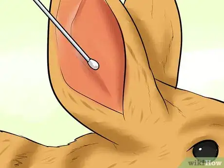 Image intitulée Treat Ear Mites in Rabbits Step 10