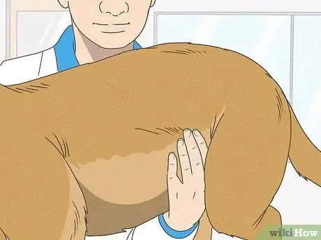 Image intitulée Detect Pregnancy in Your Female Dog Step 13