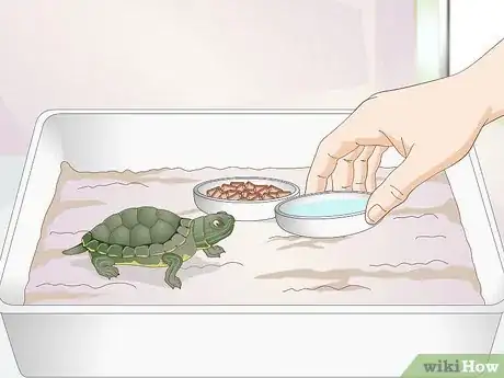 Image intitulée Feed a Baby Turtle Step 6