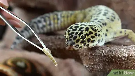 Image intitulée Care for a Leopard Gecko Step 12
