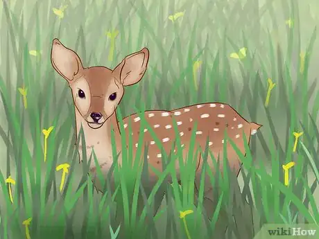 Image intitulée Tell a Fawn's Age Step 7