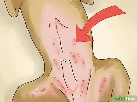 Image intitulée Treat an Allergic Reaction to Flea and Tick Preventatives Step 3