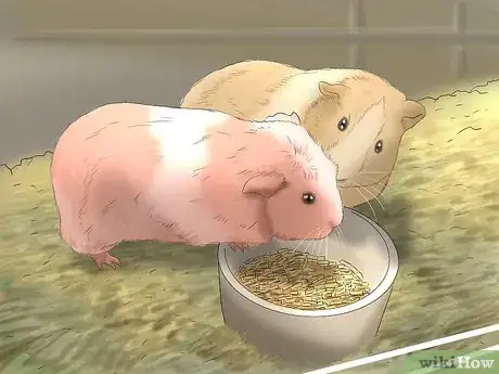 Image intitulée Care for Guinea Pigs Step 7