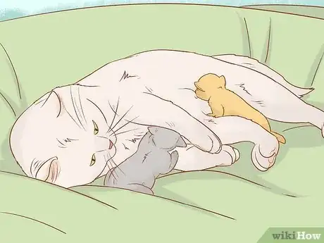 Image intitulée Tell if a Cat Still Has Kittens Inside Step 11