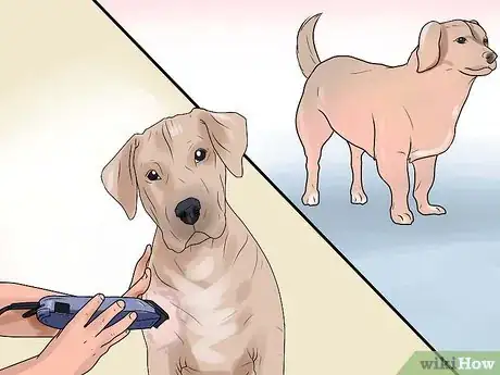 Image intitulée Identify Mange on Dogs Step 3