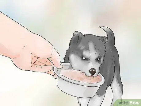 Image intitulée Train and Care for Your New Siberian Husky Puppy Step 2