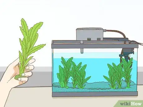 Image intitulée Play With Your Betta Fish Step 1