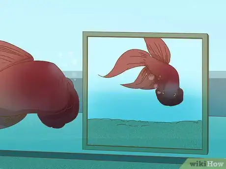 Image intitulée Play With Your Betta Fish Step 7