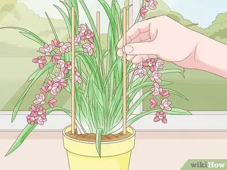 Image intitulée Grow Cymbidium Orchids Step 6