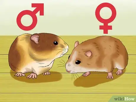 Image intitulée Know when Your Hamster Is Pregnant Step 2