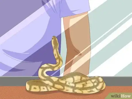 Image intitulée Hold a Snake Step 3