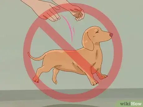 Image intitulée Hold a Dachshund Properly Step 8