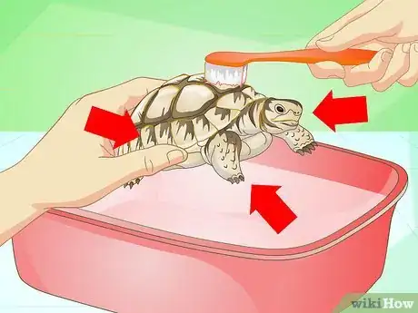 Image intitulée Bathe a Turtle Step 16