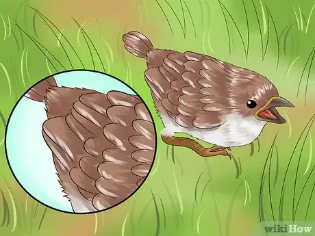 Image intitulée Care for an Injured Wild Bird That Cannot Fly Step 1