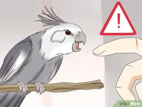 Image intitulée Understand Cockatiel Gestures Step 7