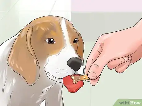 Image intitulée Take Care of a Beagle Puppy Step 19