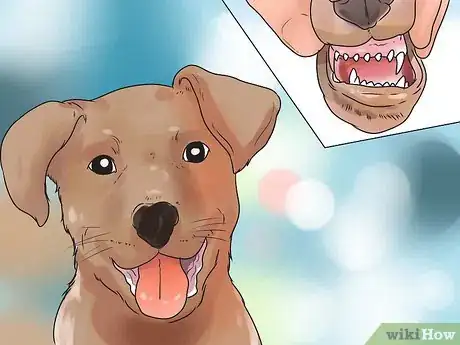 Image intitulée Determine Your Dog's Age By Its Teeth Step 2