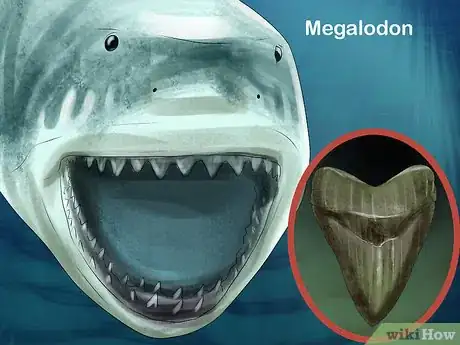 Image intitulée Identify Shark Teeth Step 10