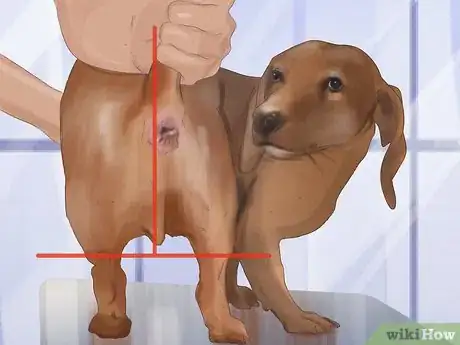 Image intitulée Express a Dog's Anal Gland Step 8