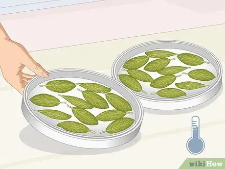 Image intitulée Dry Bay Leaves Step 11