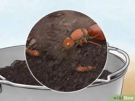 Image intitulée Catch a Queen Ant Step 11