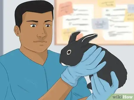 Image intitulée Treat Diarrhea in Rabbits Step 2