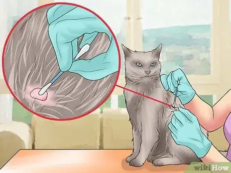 Image intitulée Remove a Tick from a Cat Step 13