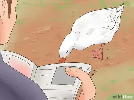 Image intitulée Breed Ducks Step 10