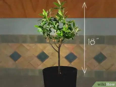 Image intitulée Grow an Olive Tree from a Pit Step 11