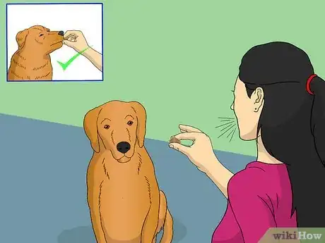 Image intitulée Train Your Dog to Shake Its Head Step 5