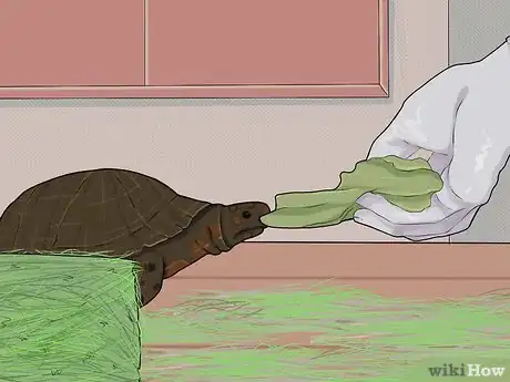 Image intitulée Care for a Hibernating Turtle Step 24